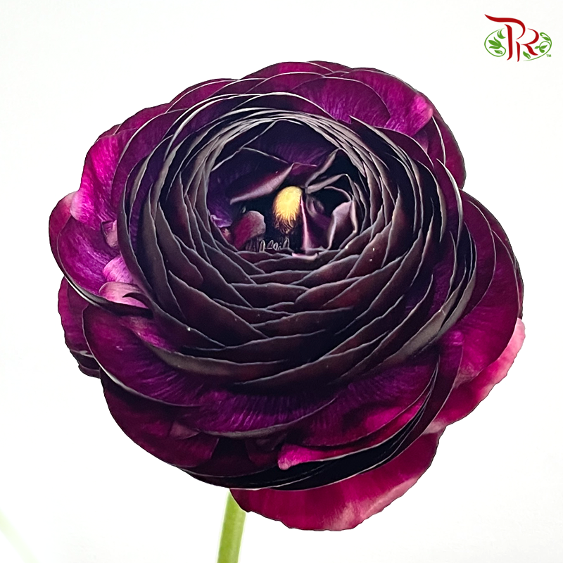 Ranunculus - Eggplant Dark Purple (5 Stems) ***FRAGILE-Dark Purple-Japan-prflorist.com.my