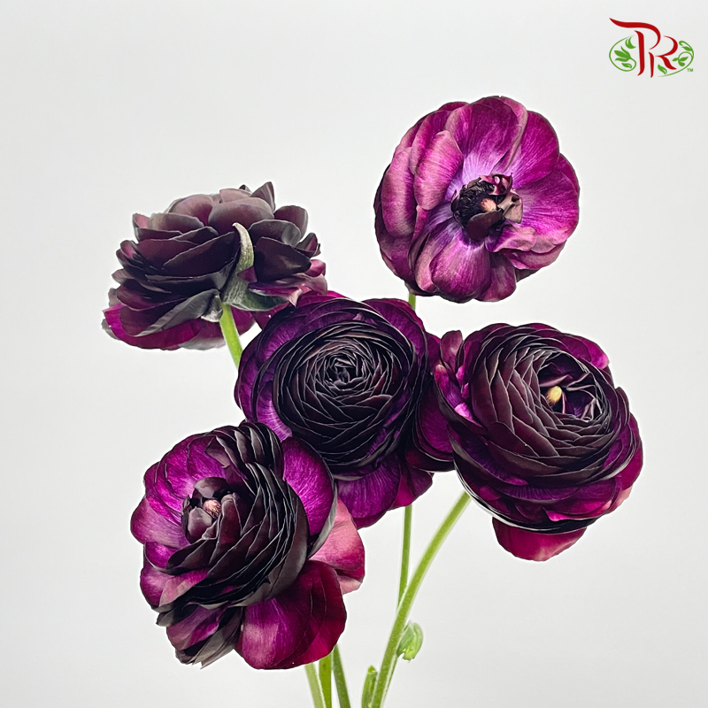 Ranunculus - Eggplant Dark Purple (5 Stems) ***FRAGILE-Dark Purple-Japan-prflorist.com.my
