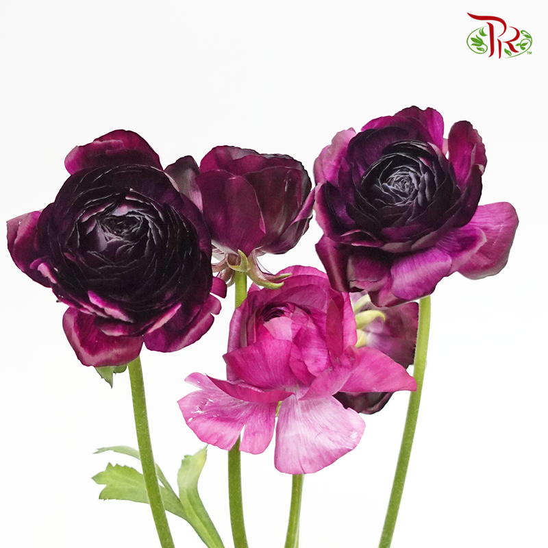 Ranunculus - Eggplant Dark Purple (5 Stems) ***FRAGILE-Dark Purple-Japan-prflorist.com.my