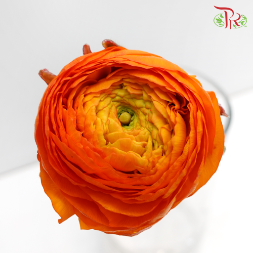 Ranunculus - Elegance Orange (10 Stems) **Fragile-Orange-Italy-prflorist.com.my