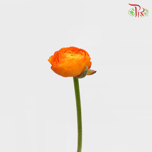 Ranunculus - Elegance Orange (10 Stems) **Fragile-Orange-Italy-prflorist.com.my