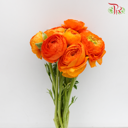 Ranunculus - Elegance Orange (10 Stems) **Fragile-Orange-Italy-prflorist.com.my