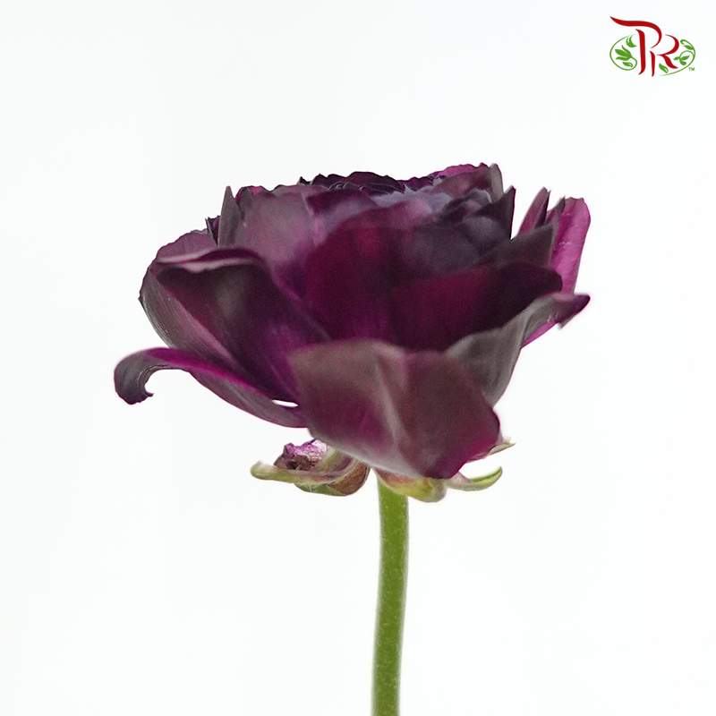 Ranunculus Elegance Success - Dark Purple (5 Stems) *Fragile-Dark Purple-Columbia-prflorist.com.my