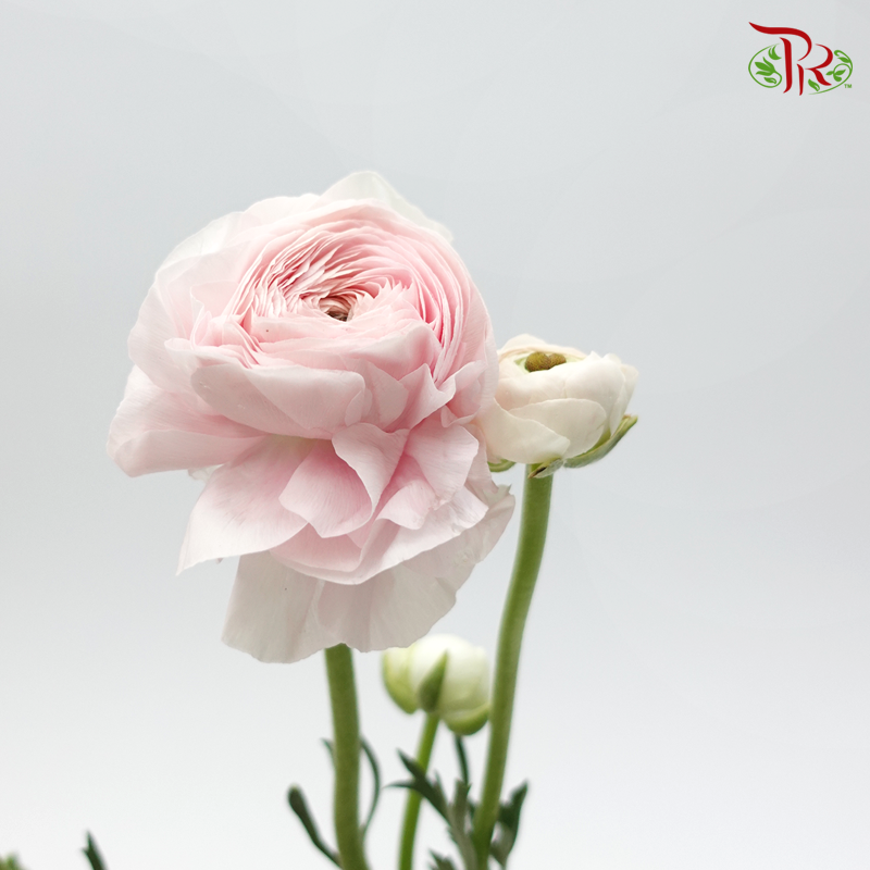 Ranunculus Elegance Success *Fragile