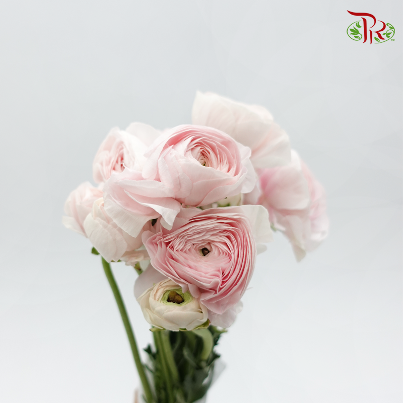 Ranunculus Elegance Success *Fragile