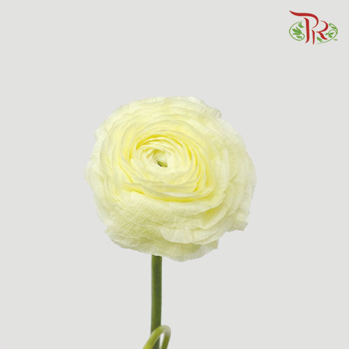 Ranunculus Elegance Success - Light Yellow (5 Stems) *Fragile-Yellow-Columbia-prflorist.com.my
