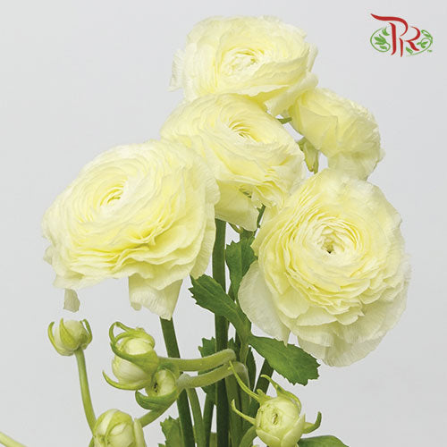 Ranunculus Elegance Success - Light Yellow (5 Stems) *Fragile-Yellow-Columbia-prflorist.com.my