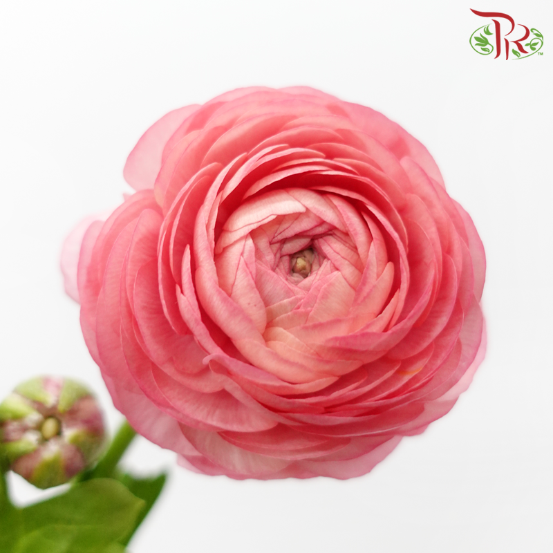 Ranunculus Elegance Success - Mix Salmon Pink & Fuscia Pink (5 Stems) *Fragile-Pink-Columbia-prflorist.com.my