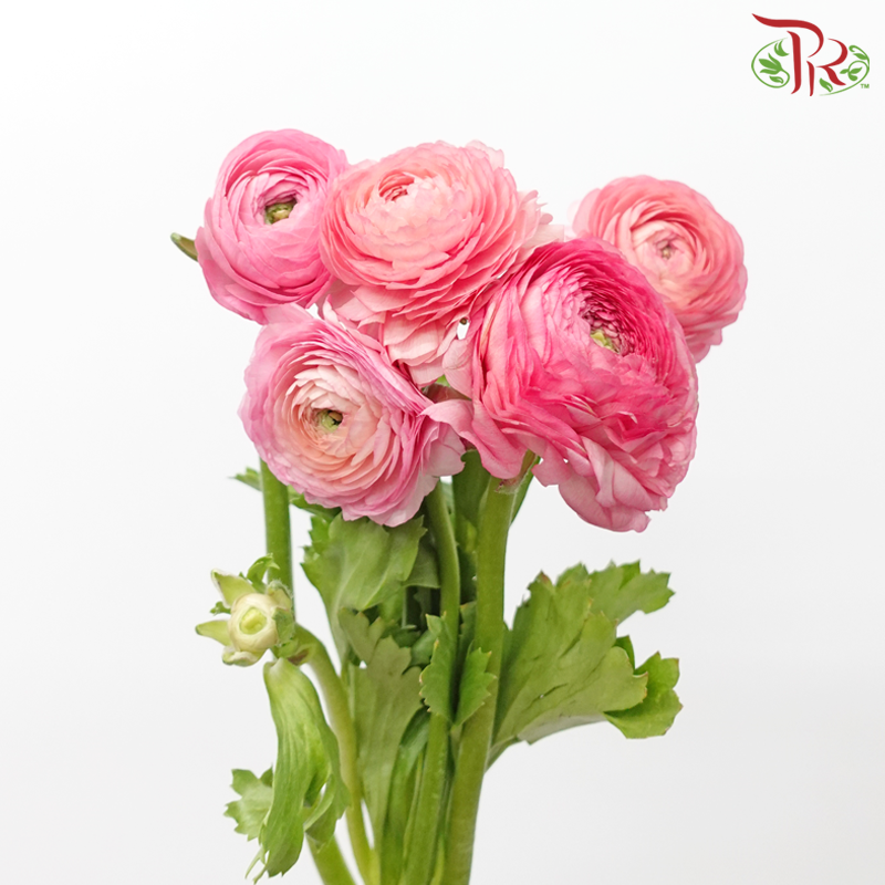 Ranunculus Elegance Success *Fragile
