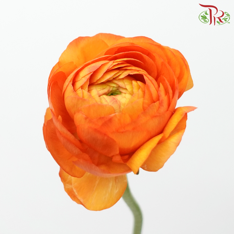 Ranunculus Elegance Success - Orange (5 Stems) **Fragile-Orange-Columbia-prflorist.com.my