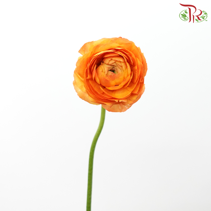 Ranunculus Elegance Success - Orange (5 Stems) **Fragile-Orange-Columbia-prflorist.com.my