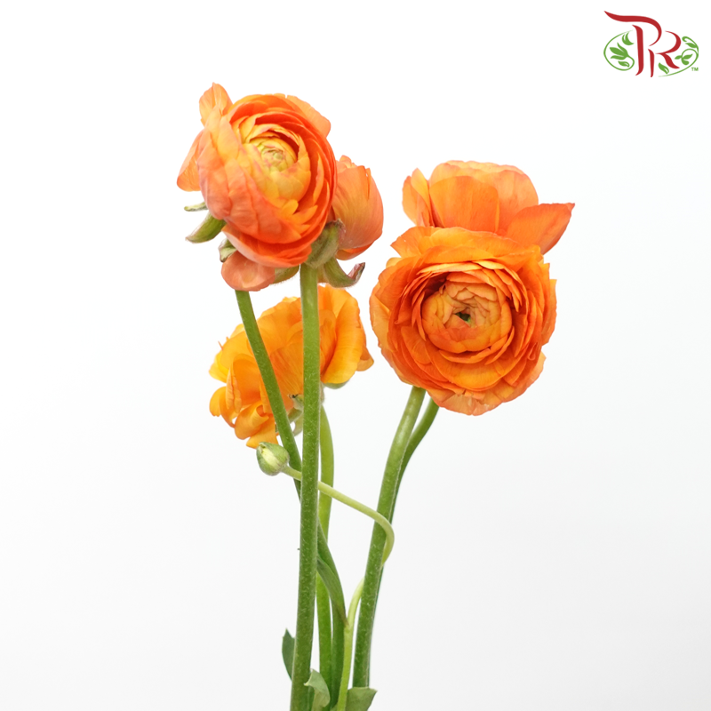 Ranunculus Elegance Success - Orange (5 Stems) **Fragile-Orange-Columbia-prflorist.com.my