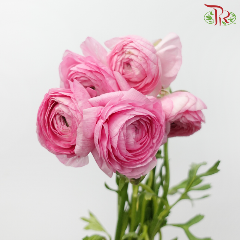 Ranunculus Elegance Success - Pink (5 Stems)***Fragile-Pink-Columbia-prflorist.com.my