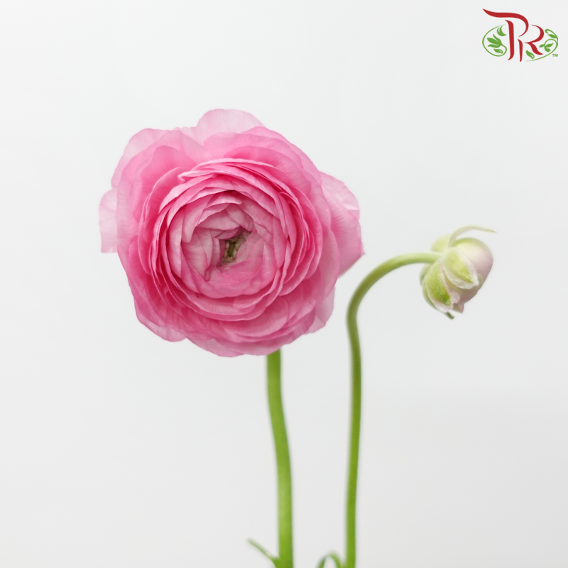 Ranunculus Elegance Success - Pink (5 Stems)***Fragile-Pink-Columbia-prflorist.com.my