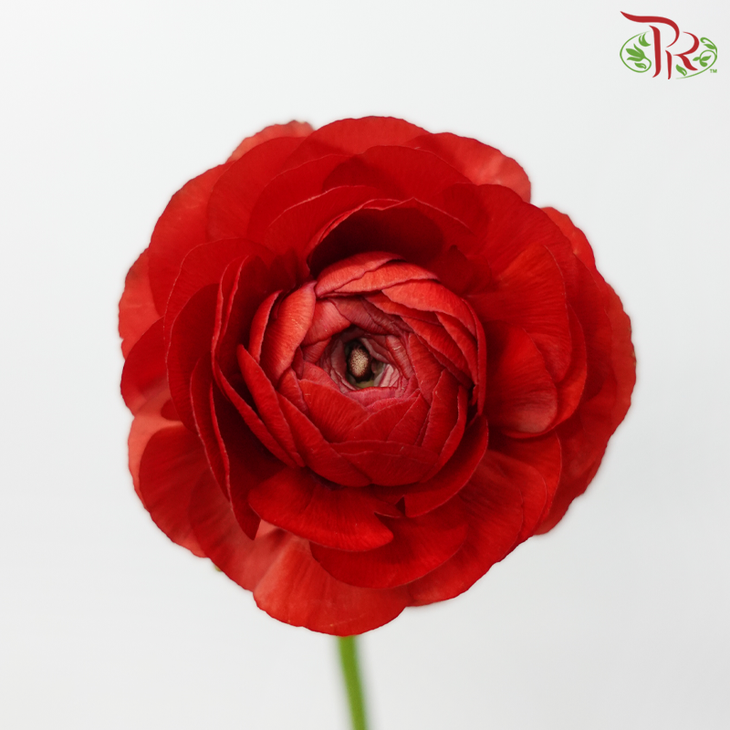 Ranunculus Elegance Success - Red (5 Stems)***Fragile-Red-Columbia-prflorist.com.my
