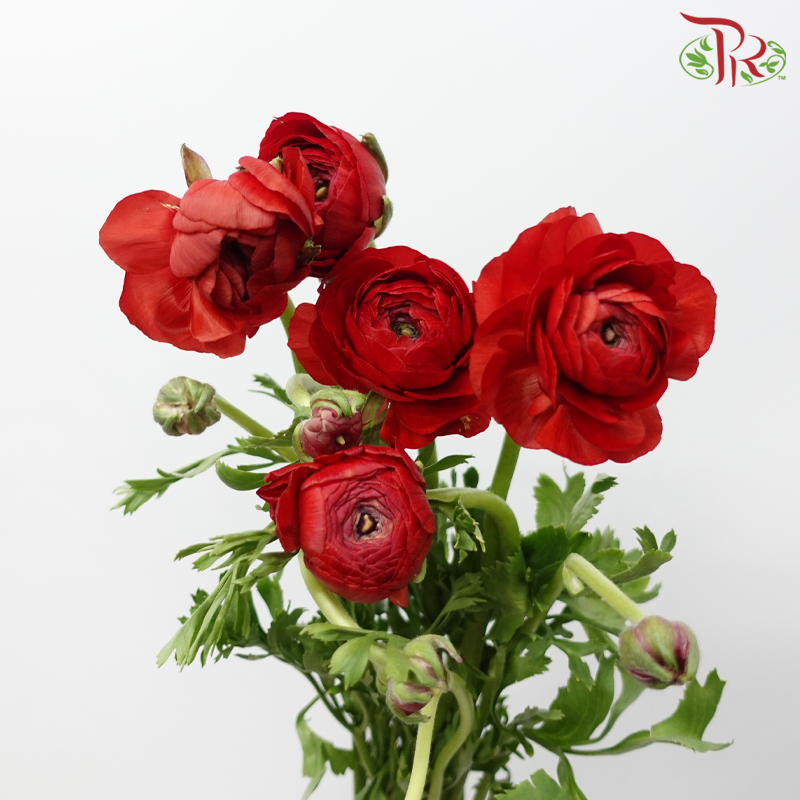 Ranunculus Elegance Success - Red (5 Stems)***Fragile-Red-Columbia-prflorist.com.my