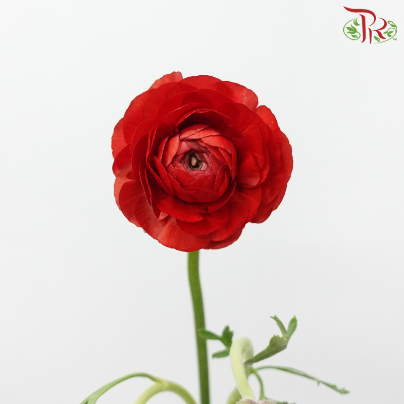 Ranunculus Elegance Success - Red (5 Stems)***Fragile-Red-Columbia-prflorist.com.my