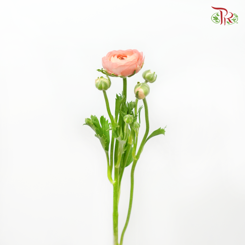 Ranunculus Elegance Success *Fragile