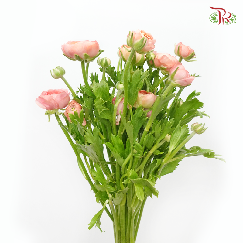 Ranunculus Elegance Success *Fragile