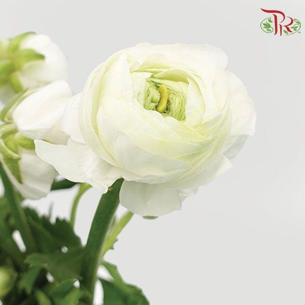 Ranunculus Elegance Success *Fragile
