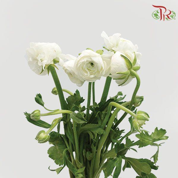 Ranunculus Elegance Success *Fragile