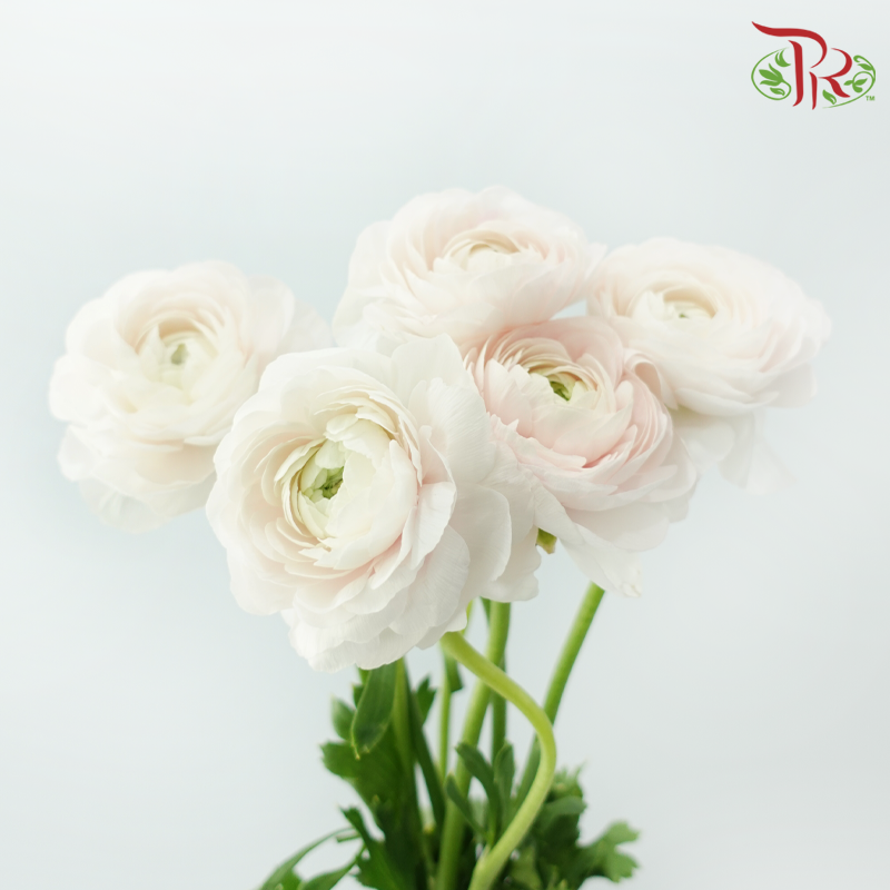 Ranunculus Elegance Success - White Off Light Pink (5 Stems) *Fragile-Pink-Columbia-prflorist.com.my