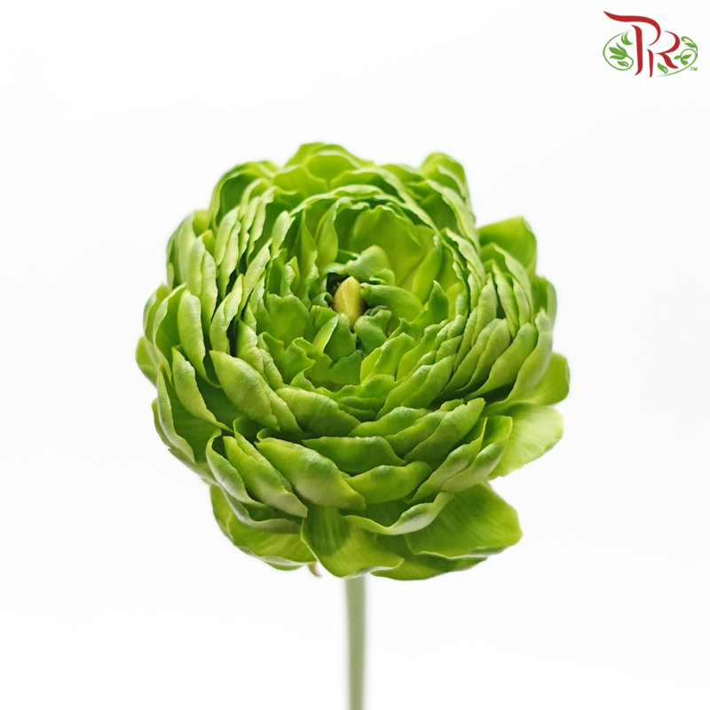 Ranunculus - Green ***Fragile (5 Stems)-Green-Japan-prflorist.com.my
