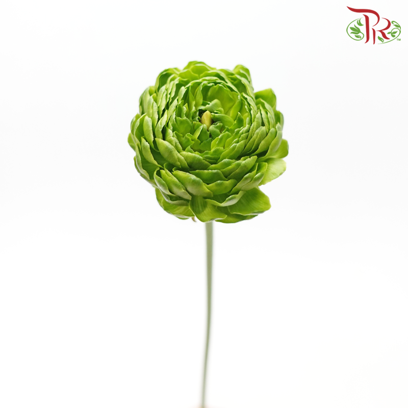 Ranunculus - Green ***Fragile (5 Stems)-Green-Japan-prflorist.com.my
