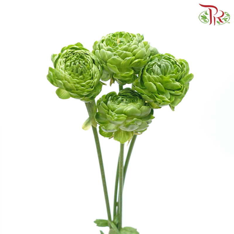 Ranunculus - Green ***Fragile (5 Stems)-Green-Japan-prflorist.com.my