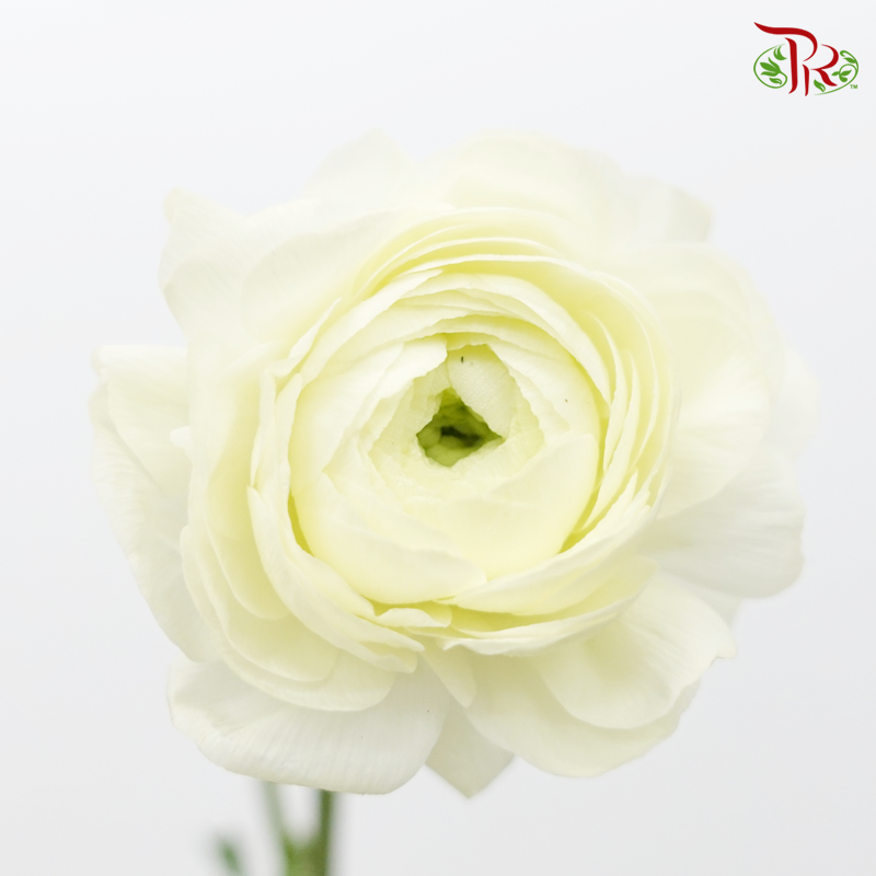 Ranunculus - Honey Cream (10 Stems) *Small Bud ***Fragile-Honey Cream-China-prflorist.com.my