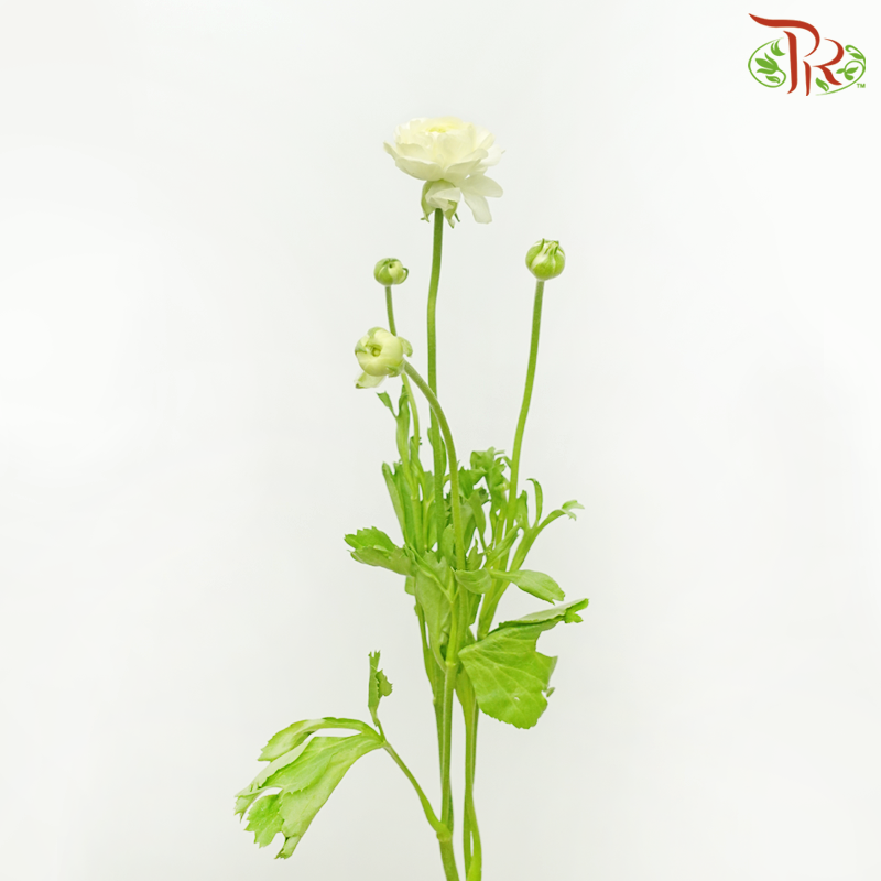 Ranunculus - Honey Cream (10 Stems) *Small Bud ***Fragile-Honey Cream-China-prflorist.com.my