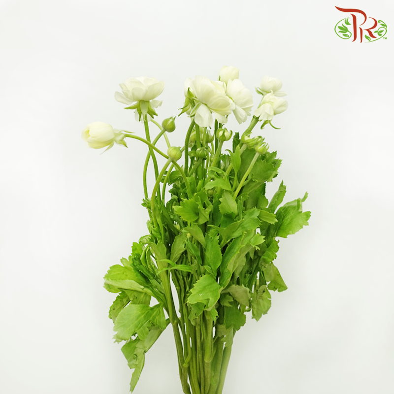 Ranunculus - Honey Cream (10 Stems) *Small Bud ***Fragile-Honey Cream-China-prflorist.com.my
