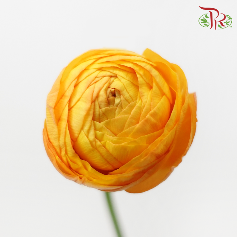 Ranunculus - Light Orange (Per Bunch)*Small Bud ***Fragile-Orange-China-prflorist.com.my