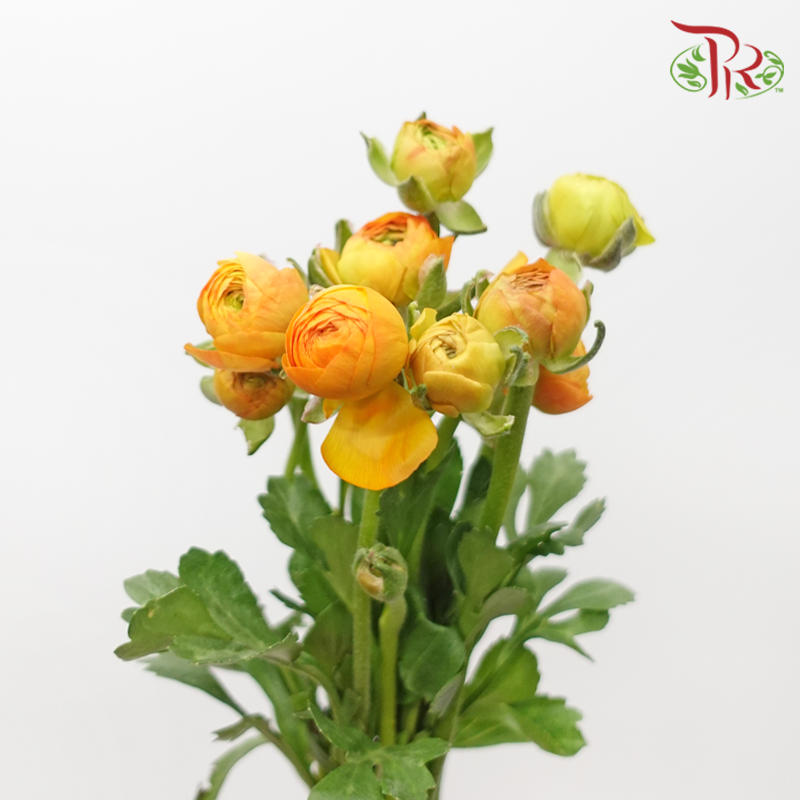 Ranunculus - Light Orange (Per Bunch)*Small Bud ***Fragile-Orange-China-prflorist.com.my