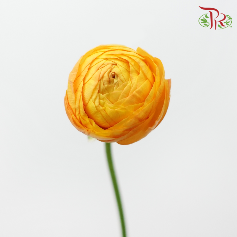 Ranunculus - Light Orange (Per Bunch)*Small Bud ***Fragile-Orange-China-prflorist.com.my