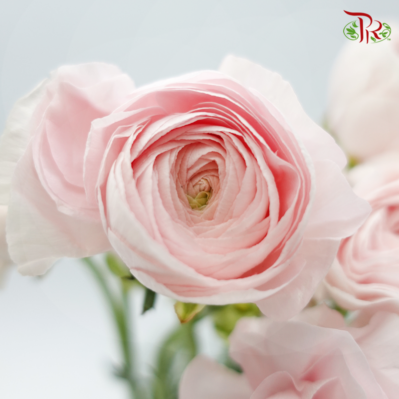 Ranunculus - Light Pink (5 Stems) ***FRAGILE-Pink-Japan-prflorist.com.my