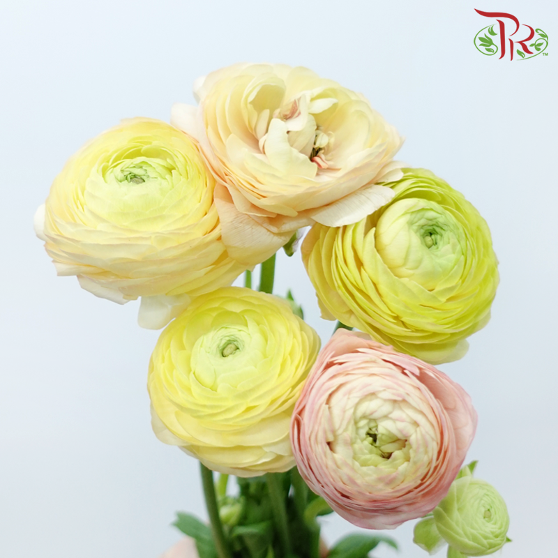Ranunculus - Light Salmon (5 Stems) *FRAGILE-Light Salmon-Netherland-prflorist.com.my