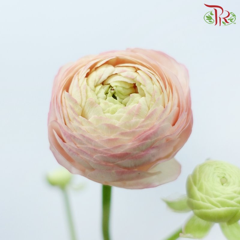 Ranunculus - Light Salmon (5 Stems) *FRAGILE-Light Salmon-Netherland-prflorist.com.my