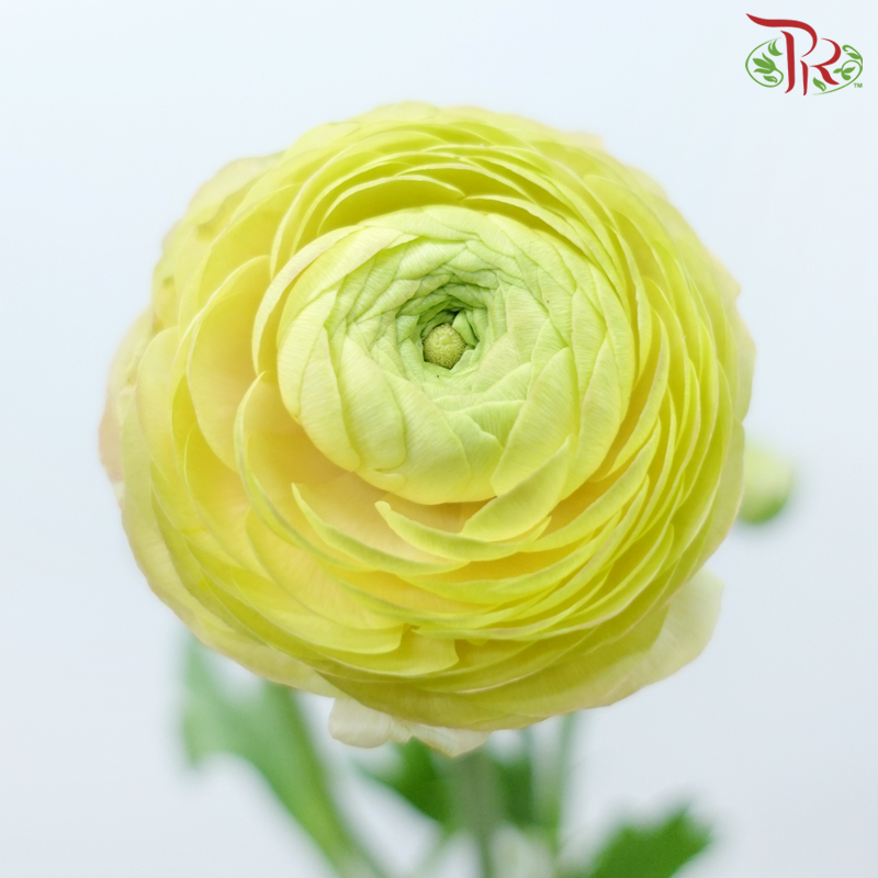 Ranunculus - Light Salmon (5 Stems) *FRAGILE-Light Salmon-Netherland-prflorist.com.my