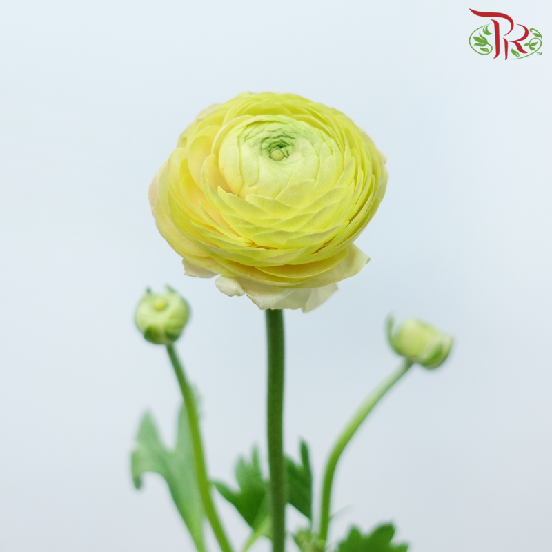 Ranunculus - Light Salmon (5 Stems) *FRAGILE-Light Salmon-Netherland-prflorist.com.my