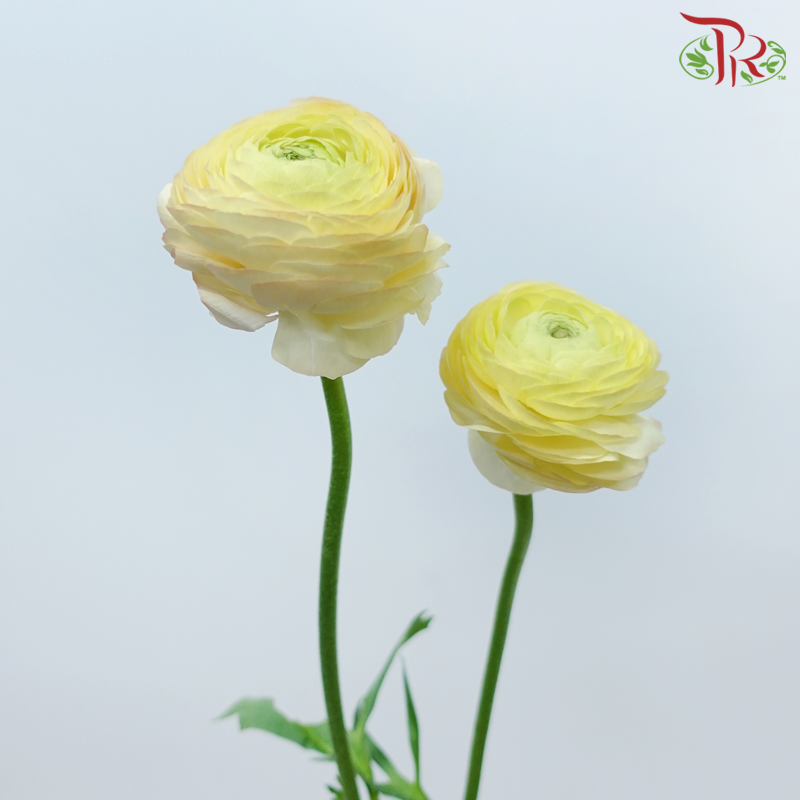 Ranunculus - Light Salmon (5 Stems) *FRAGILE-Light Salmon-Netherland-prflorist.com.my