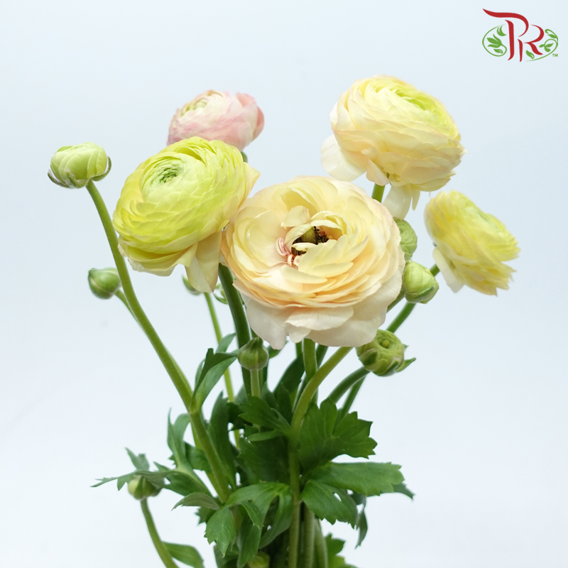 Ranunculus - Light Salmon (5 Stems) *FRAGILE-Light Salmon-Netherland-prflorist.com.my