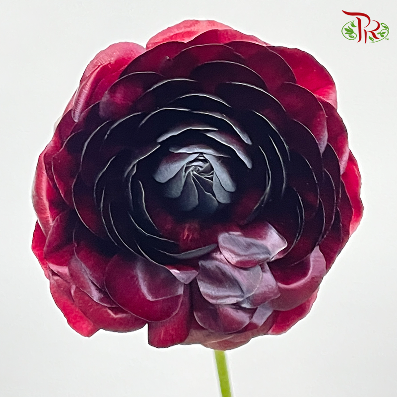 Ranunculus - Mahogany Dark Red (5 Stems) ***FRAGILE-Dark Purple-Japan-prflorist.com.my