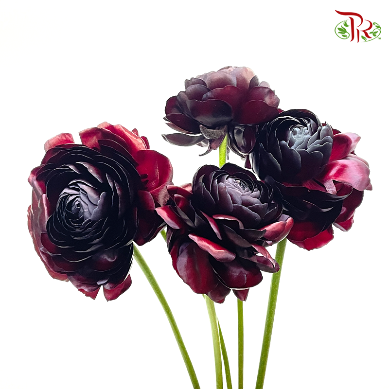 Ranunculus - Mahogany Dark Red (5 Stems) ***FRAGILE-Dark Purple-Japan-prflorist.com.my