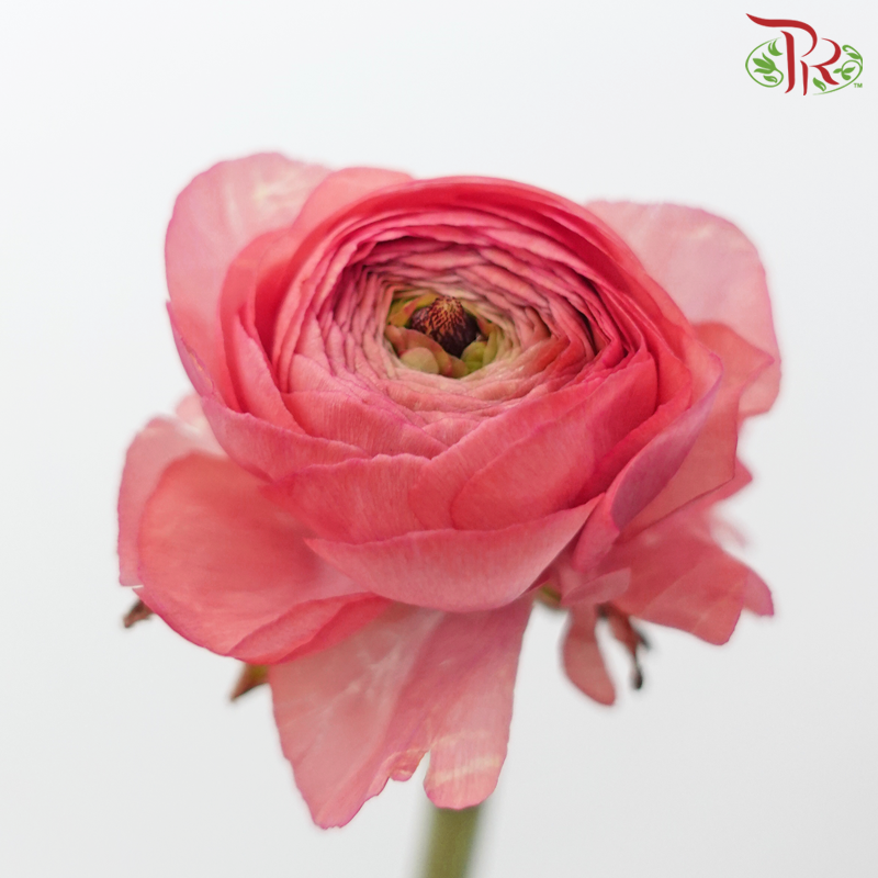 Ranunculus - Miller Pink (Per Bunch)*Small Bud ***Fragile-Miller Pink-China-prflorist.com.my