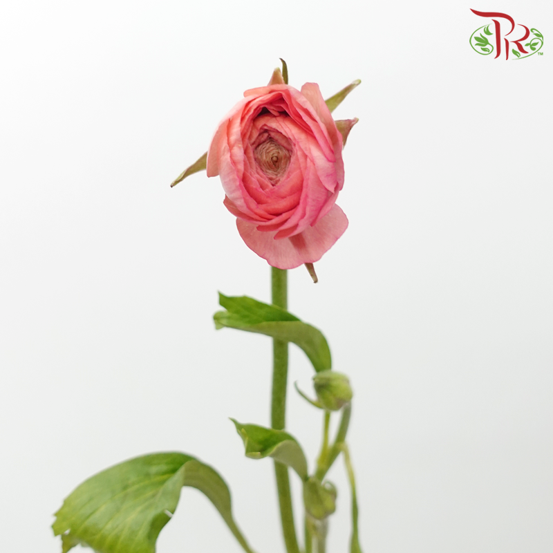 Ranunculus - Miller Pink (Per Bunch)*Small Bud ***Fragile-Miller Pink-China-prflorist.com.my