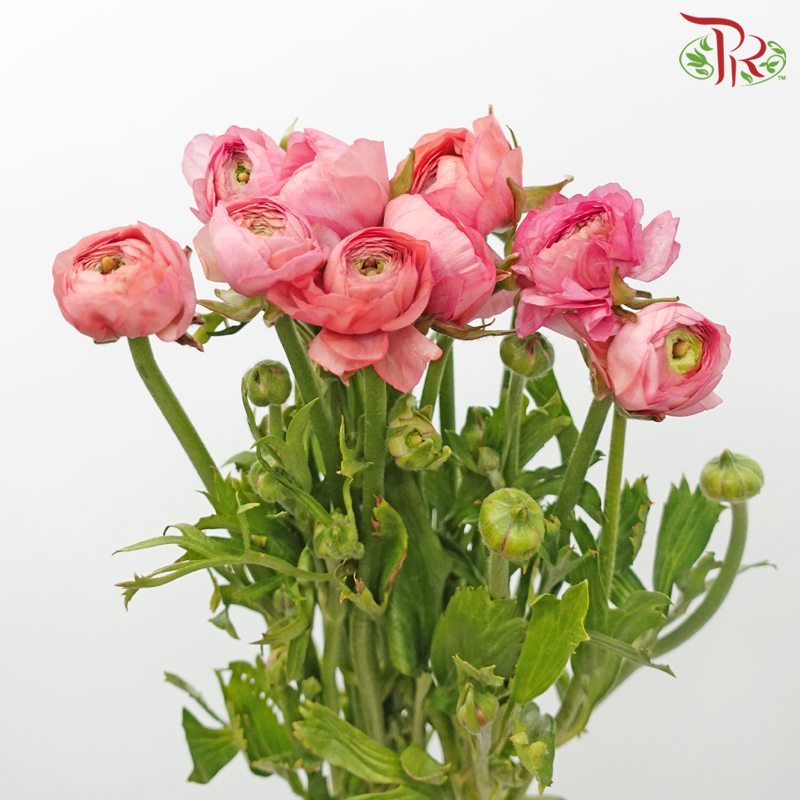 Ranunculus - Miller Pink (Per Bunch)*Small Bud ***Fragile-Miller Pink-China-prflorist.com.my