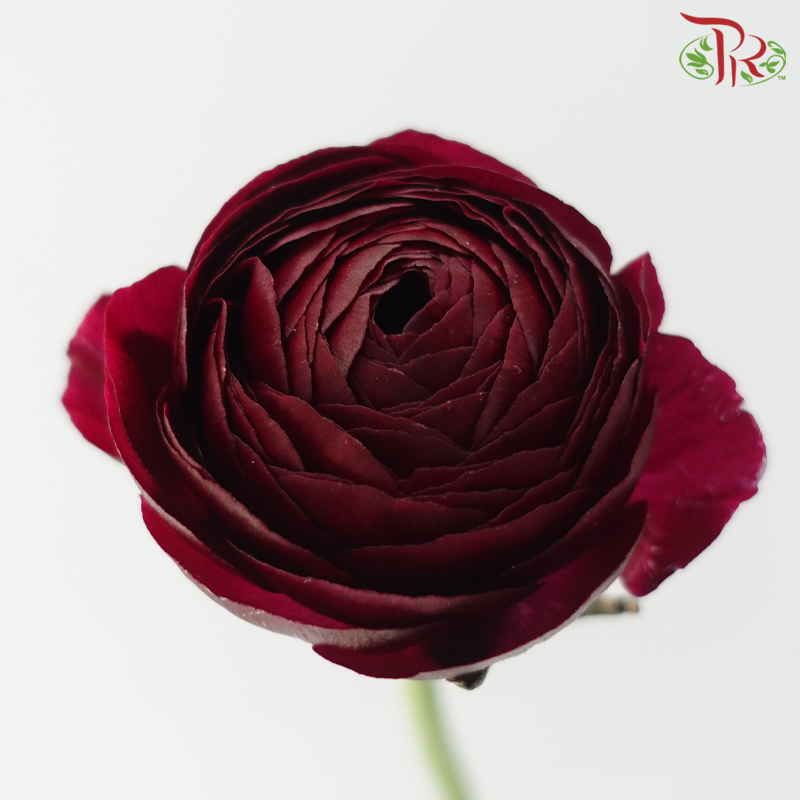 Ranunculus - Mixed Dark Red & Purple (Per Bunch)*Small Bud ***Fragile-Mixed Dark Red / Purple-China-prflorist.com.my