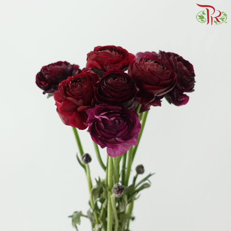 Ranunculus - Mixed Dark Red & Purple (Per Bunch)*Small Bud ***Fragile-Mixed Dark Red / Purple-China-prflorist.com.my