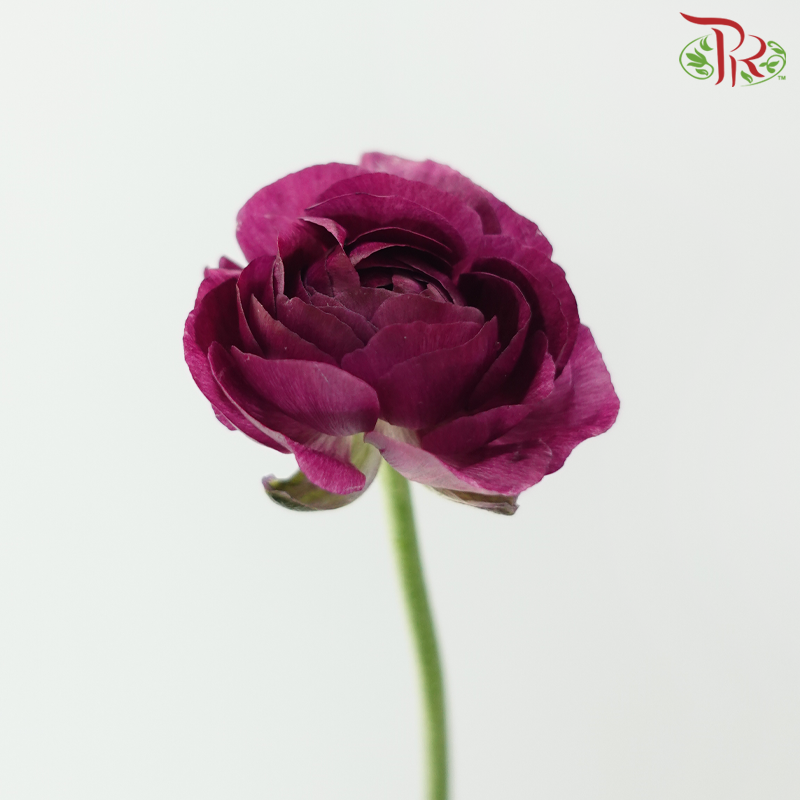 Ranunculus - Mixed Dark Red & Purple (Per Bunch)*Small Bud ***Fragile-Mixed Dark Red / Purple-China-prflorist.com.my